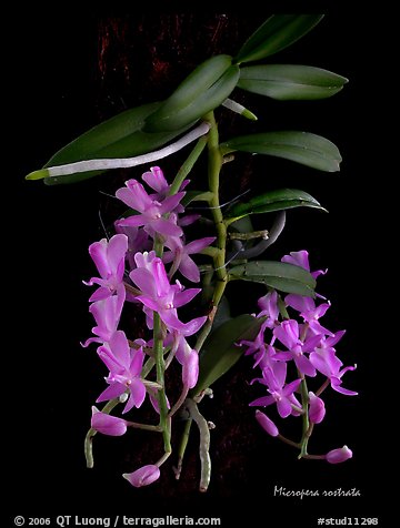 Micropera rostrata. A species orchid