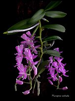 Micropera rostrata. A species orchid (color)