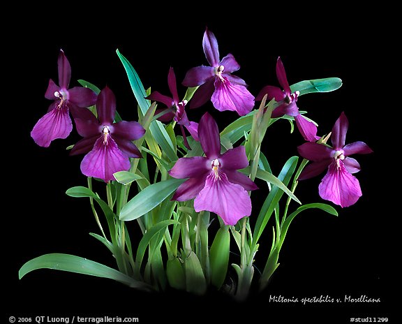 Miltonia spectabilis v. Morelliana. A species orchid