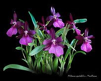 Miltonia spectabilis v. Morelliana. A species orchid (color)