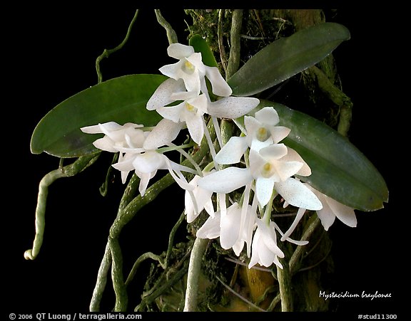 Mystacidium braybonae. A species orchid (color)
