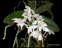 Mystacidium braybonae. A species orchid