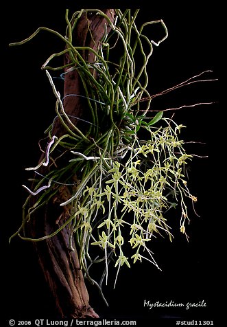 Mystacidium gracile. A species orchid (color)