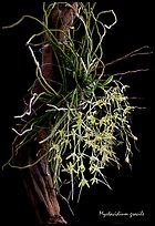 Mystacidium gracile. A species orchid (color)