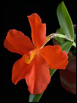 Neocogniaxia hexaptera. A species orchid (color)