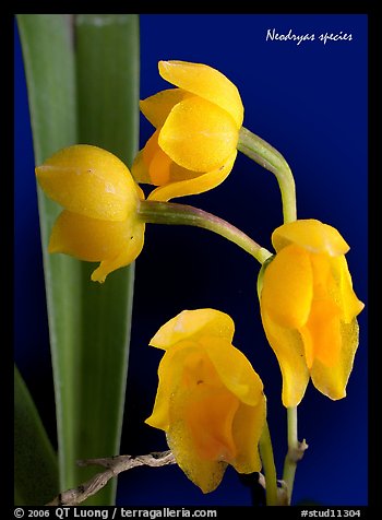 Neodryas species. A species orchid (color)