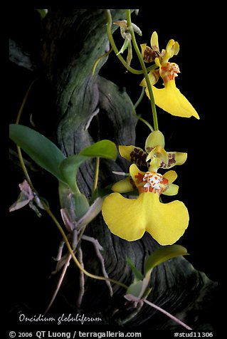 Oncidium globuliferum. A species orchid (color)