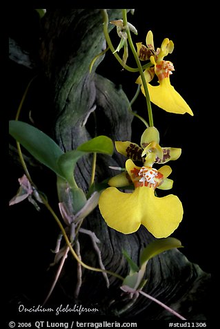 Oncidium globuliferum. A species orchid