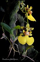 Oncidium globuliferum. A species orchid