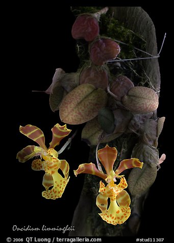 Oncidium limingheii. A species orchid (color)