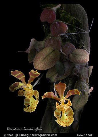 Oncidium limingheii. A species orchid