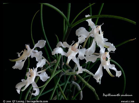 Papillionanthe vandarum. A species orchid (color)