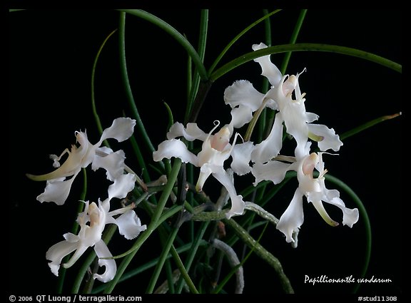 Papillionanthe vandarum. A species orchid