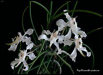 Papillionanthe vandarum. A species orchid
