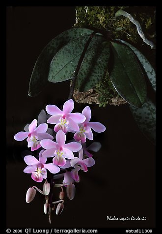 Phalaenopsis lindenii. A species orchid