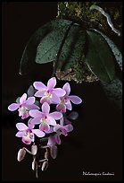 Phalaenopsis lindenii. A species orchid (color)