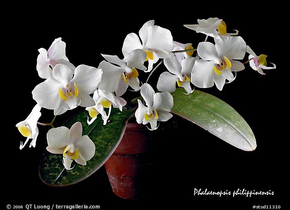 Phalaenopsis philippinensis. A species orchid (color)