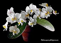 Phalaenopsis philippinensis. A species orchid