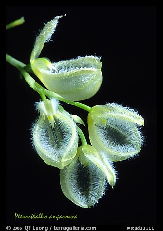 Pleurothallis amparoana. A species orchid (color)