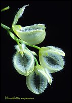 Pleurothallis amparoana. A species orchid (color)
