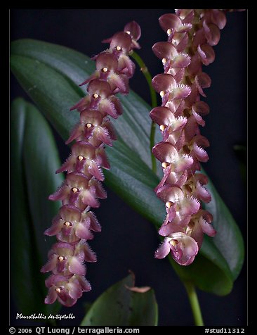 Pleurothallis dentipetalla. A species orchid (color)