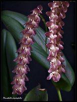 Pleurothallis dentipetalla. A species orchid (color)