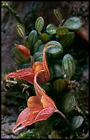 Pleurothallis dressleri. A species orchid