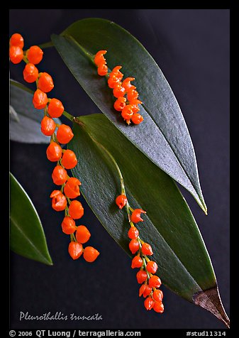 Pleurothallis truncata. A species orchid (color)