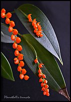 Pleurothallis truncata. A species orchid (color)