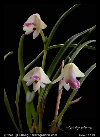 Polystachya vulcanica. A species orchid