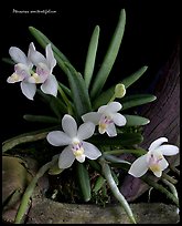 Pteroceras semiteretifolium. A species orchid