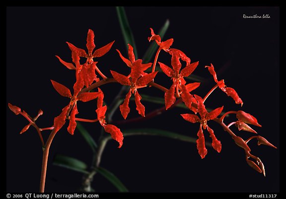 Renanthera bella. A species orchid (color)