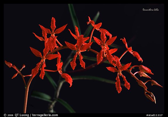Renanthera bella. A species orchid (color)