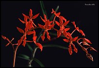 Renanthera bella. A species orchid (color)