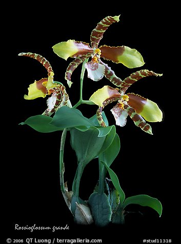 Rossioglossum grande. A species orchid (color)