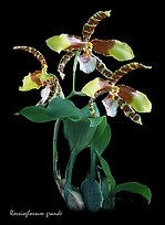 Rossioglossum grande. A species orchid