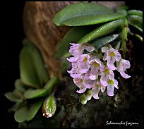 Schoenorchis fragrans. A species orchid (color)