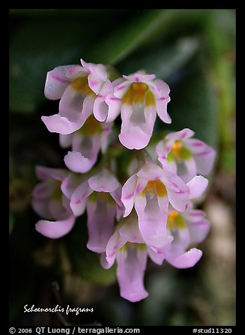 Schoenorchis fragrans. A species orchid (color)