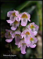 Schoenorchis fragrans. A species orchid (color)