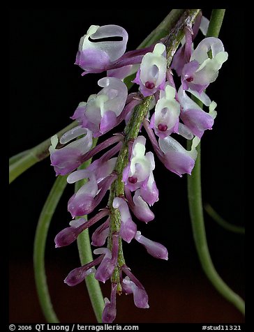 Schoenorchis juncifolia. A species orchid (color)