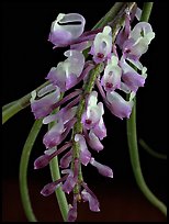 Schoenorchis juncifolia. A species orchid ( color)