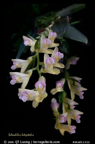 Scleochilus latipetalus. A species orchid