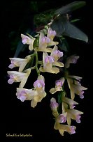 Scleochilus latipetalus. A species orchid