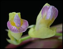 Scleochilus latipetalus. A species orchid ( color)
