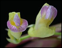 Scleochilus latipetalus. A species orchid (color)