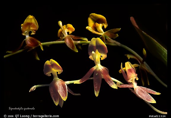 Sigmatostylis guatemala. A species orchid