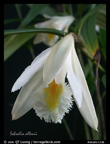 Sobralia allenii. A species orchid (color)