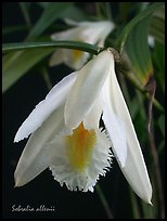 Sobralia allenii. A species orchid