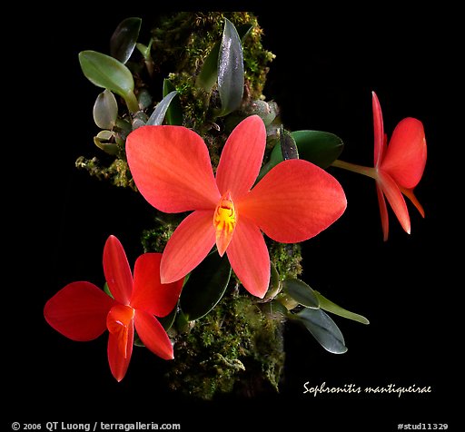 Sophronitis mantiquerae. A species orchid (color)