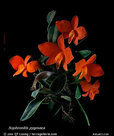 Sophronitis pygmaea. A species orchid (color)